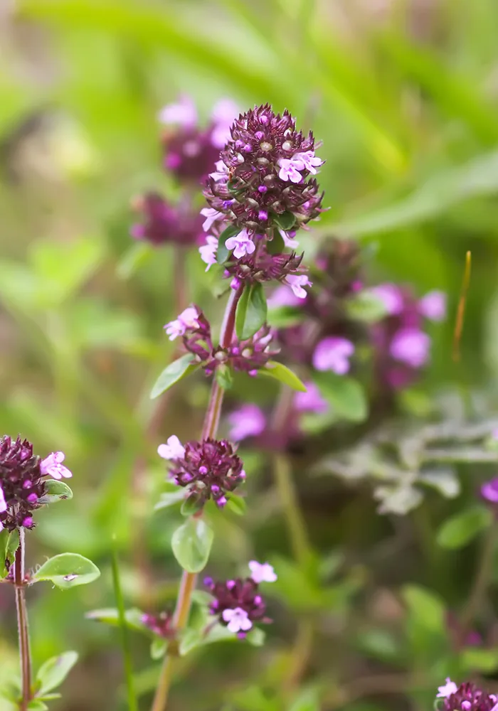 N&otilde;mm-liivatee